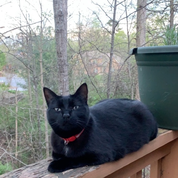 Meet your Posher, Queen - Picture 1 of 1